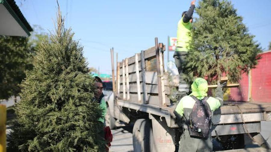 Prepara control ambiental colecta de pinos de navidad 