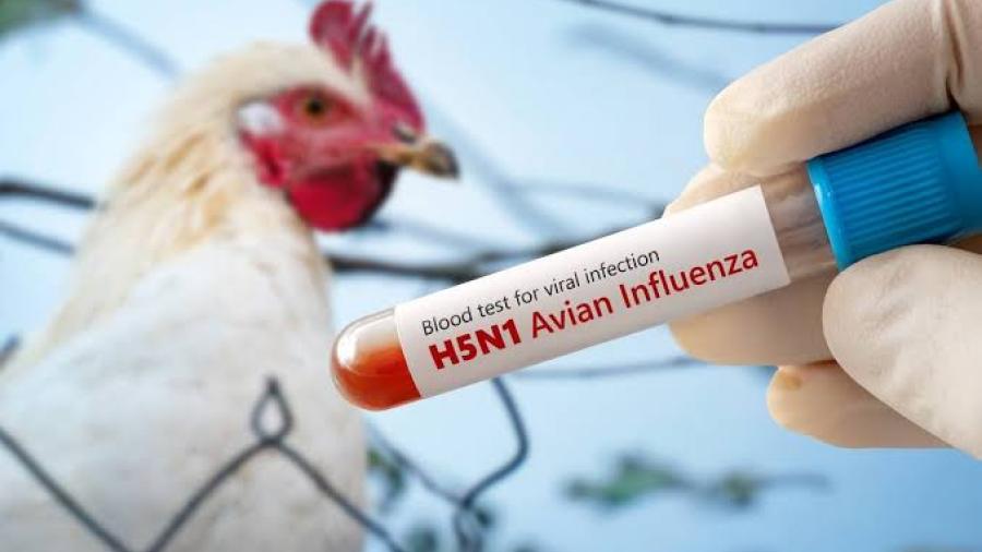 Secretaría de Salud confirma el primer caso de influenza aviar H5N1 en México 