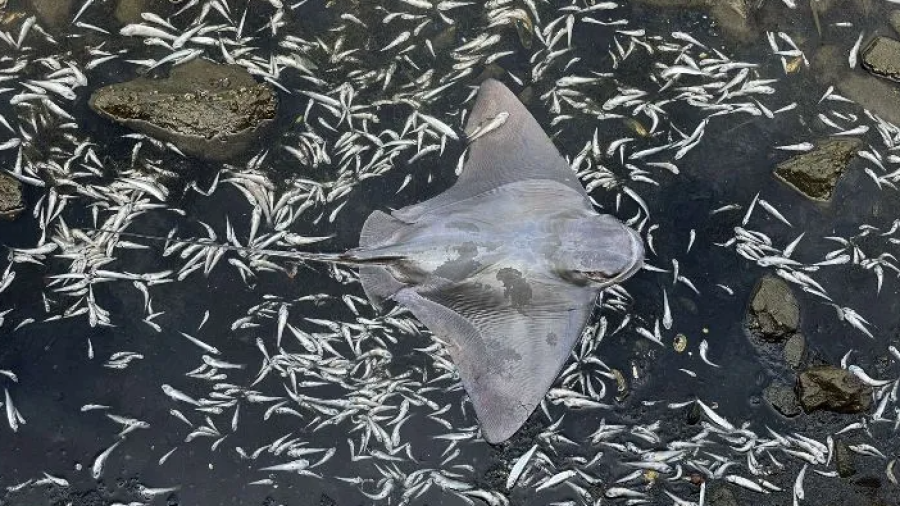 Tras marea roja, aparecen miles de peces muertos en bahía de San Francisco 