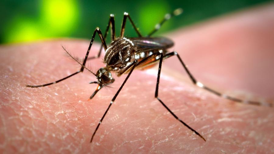 Nuevos caso de dengue en Río Bravo