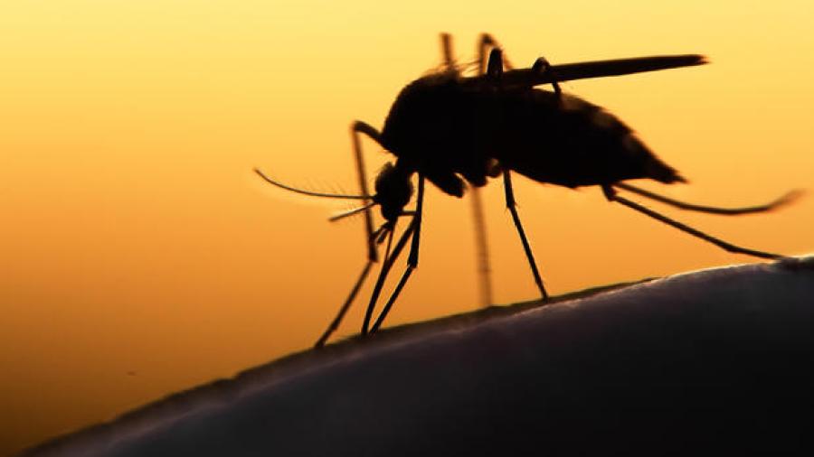 Buscan prevenir Zika, recolectan 600 toneladas de cacharros
