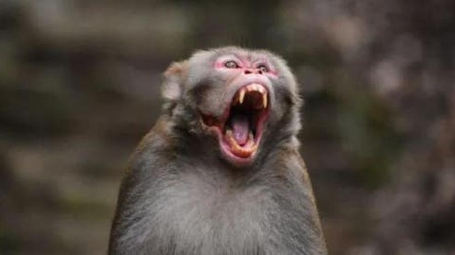 Detecta Hong Kong primer caso humano de mortal virus B, tras ataque de mono