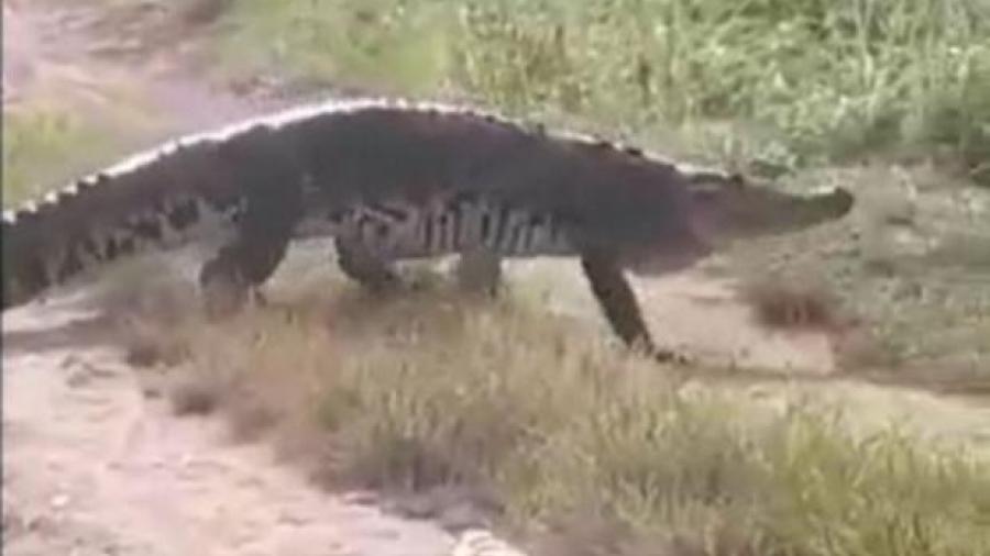 ¡Enorme! Cocodrilo camina tranquilo por las calles de Coatzacoalcos