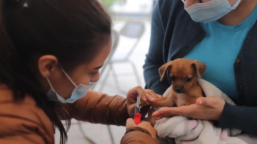 Plan de rescate: impacta positivamente Brigada de Salud Animal en su primer mes de servicio en Nuevo Laredo