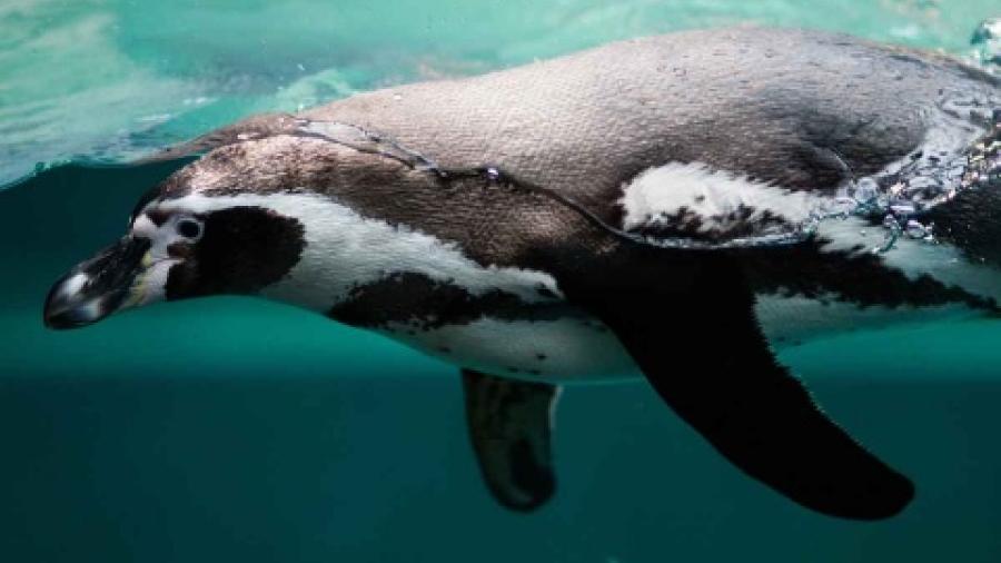 Descubren en la Antártida cráneo de pingüino gigante