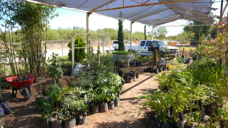 Gobierno Municipal impulsa la reforestación urbana a través de su vivero Municipal 