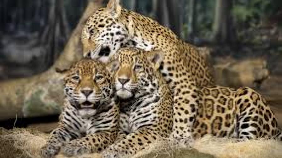 El jaguar, en mayor riesgo de extinción a lo calculado: UNAM
