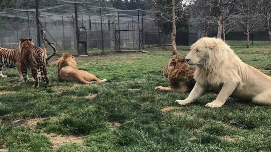 FGR llega a Black Jaguar para buscar fosas de felinos