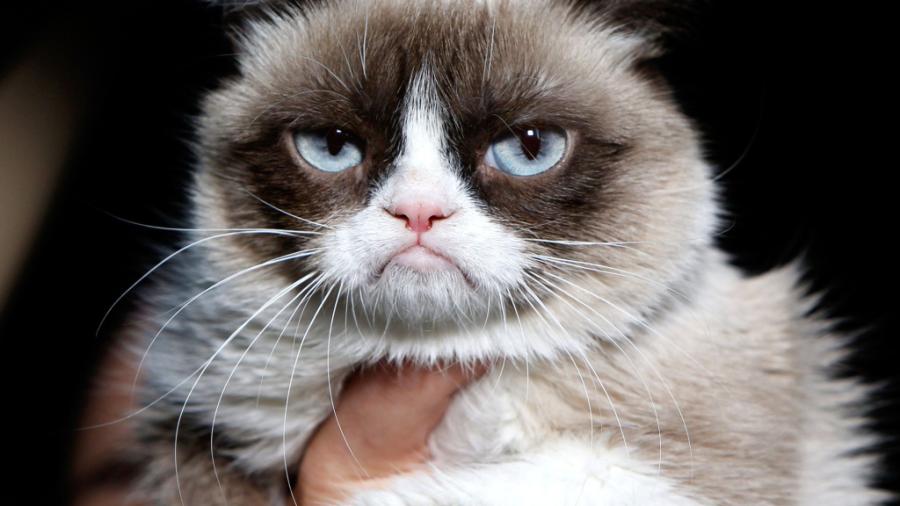 ¡Murió Grumpy Cat!