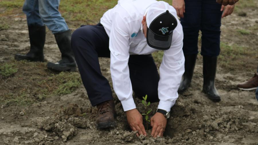 Tamaulipas reforesta manglar para combatir el cambio climático global
