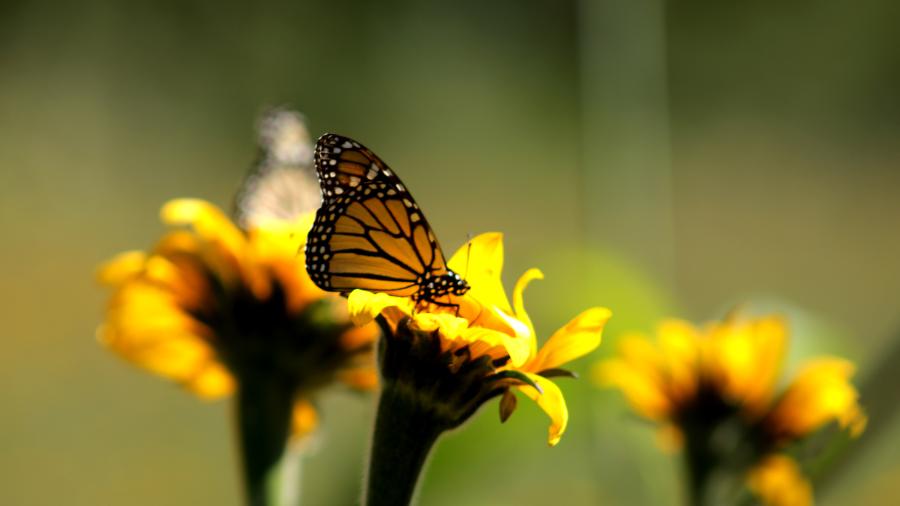 Conserva Gobierno de Tamaulipas áreas de alimentación de mariposa monarca