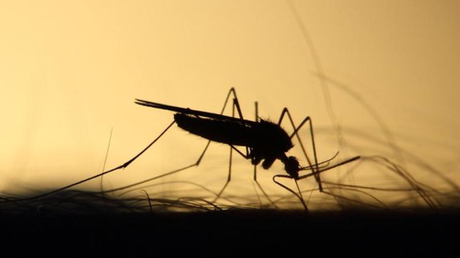 Guatemala en alerta roja epidemiológica por dengue