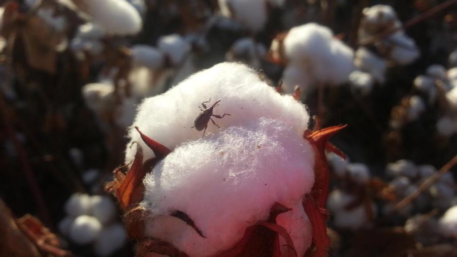 EUA y México unen esfuerzos contra la plaga del picudo algodonero