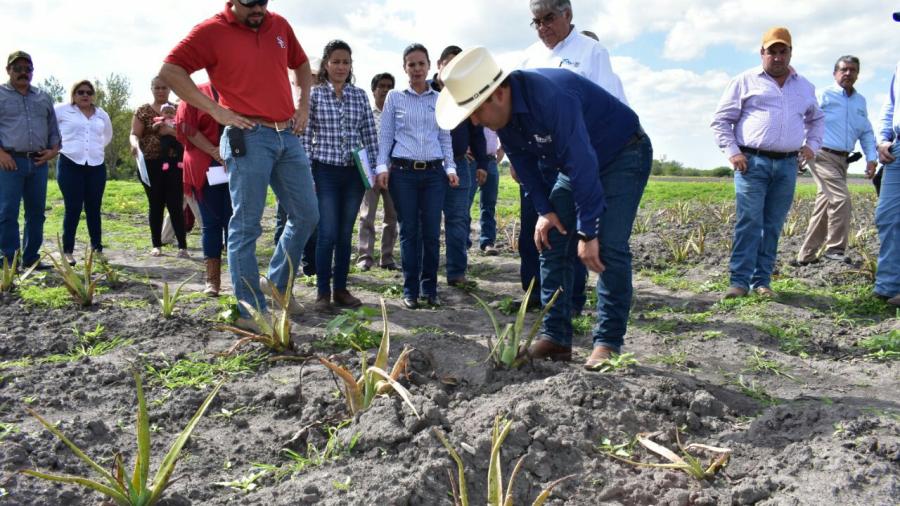 La actividad agrícola será el brazo fuerte de Tamaulipas