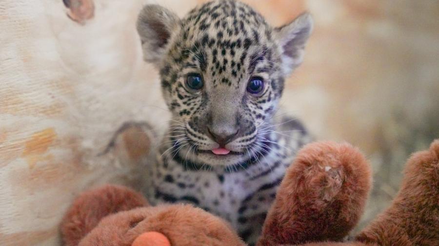 Crece familia del Zoológico; nacen dos jaguares y una cebra