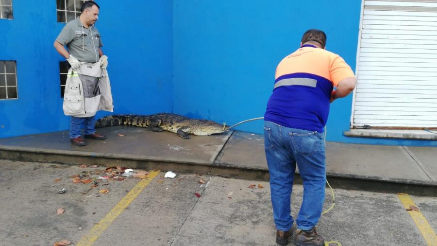 Lluvias motivan a los cocodrilos a salir de las lagunas