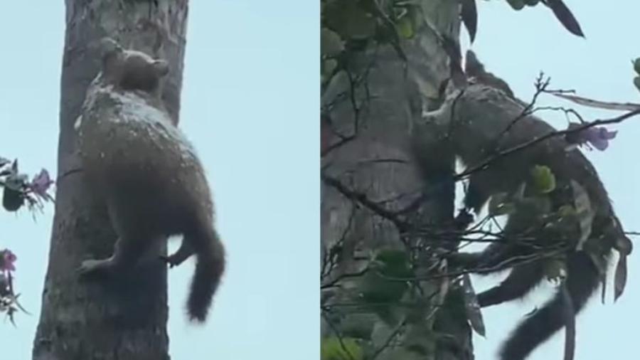 Captan en Nuevo León a un gato "congelado" en el tronco de un árbol