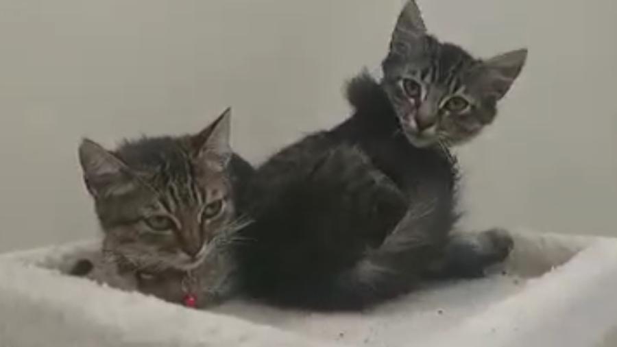 Invitan a campa&ntilde;a para esterilizar felinos 