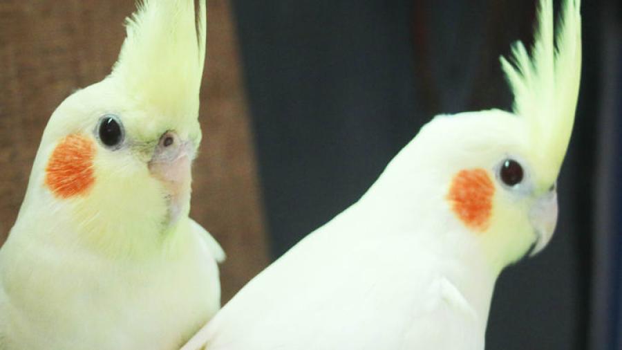 Profepa asegura a 50 aves en Altamira