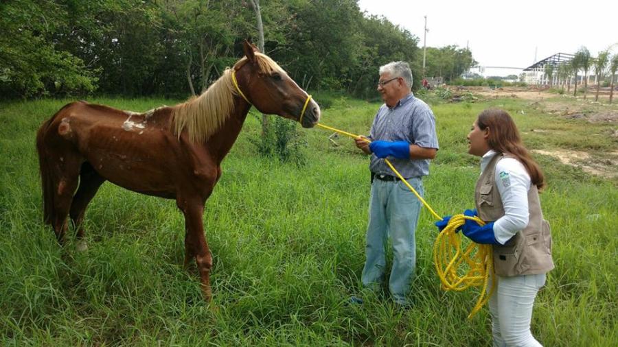 Rescata subdirección de Protección Animal de Tampico a equinos de la vía pública 