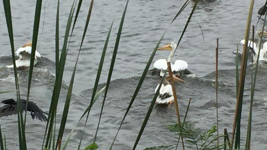 Arribo de aves migratorias ofrece espectáculo maravilloso en sur de Tamaulipas