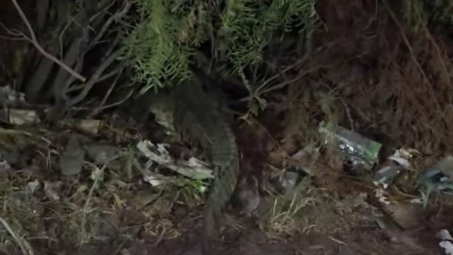 Avistamiento de cocodrilo en El Laguito moviliza a autoridades en Nuevo Laredo