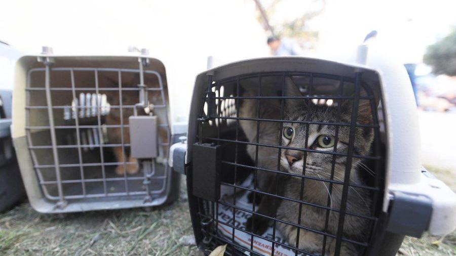 Siguen las acciones a favor de los animales; invita Gobierno Municipal a adoptar perros y gatos