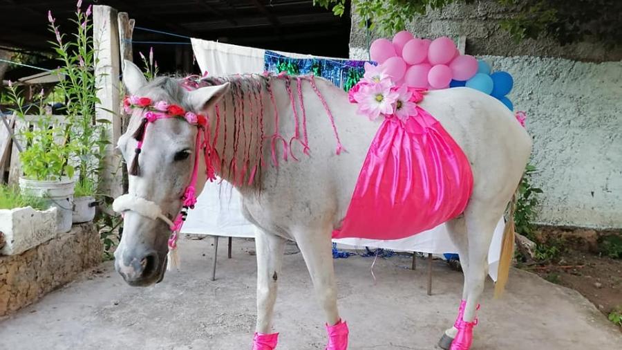 Hacen baby shower a una yegua en Yucatán 
