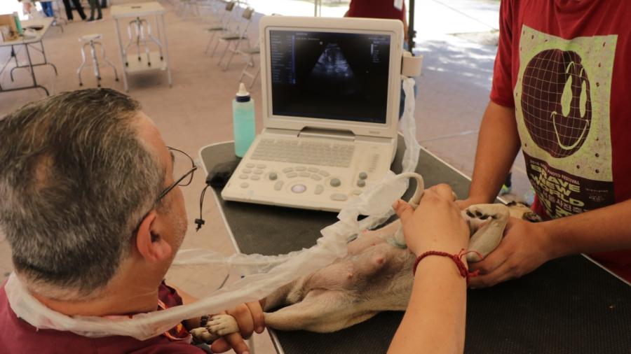Acercan atenciones de salud para mascotas en la plaza Zaragoza 