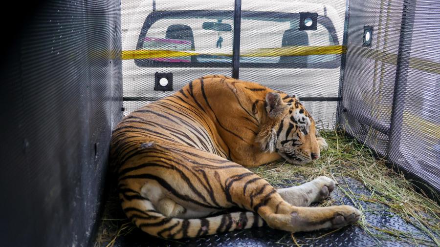 Dio a conocer el Alcalde Carlos Peña Ortiz captura exitosa de un tigre en Reynosa