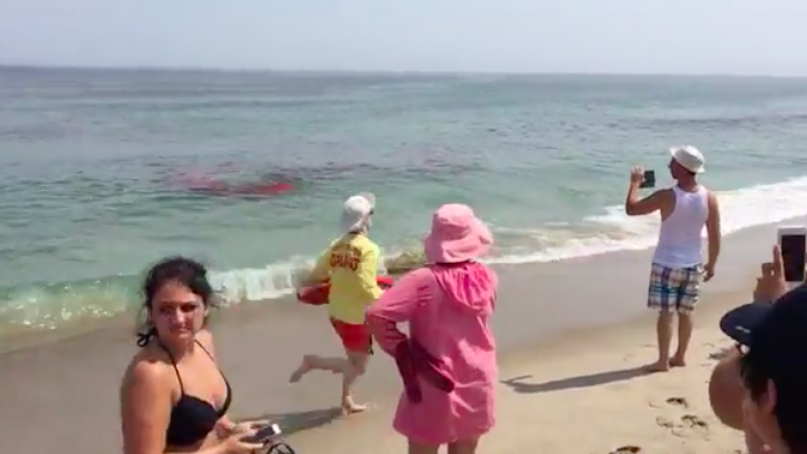 Surfistas escapan dramáticamente de ataque de tiburón