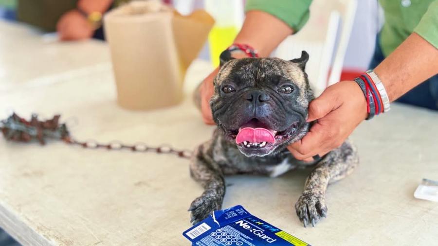 Atendió Gobierno de Carlos Peña Ortiz a 243 mascotas en Miravalle