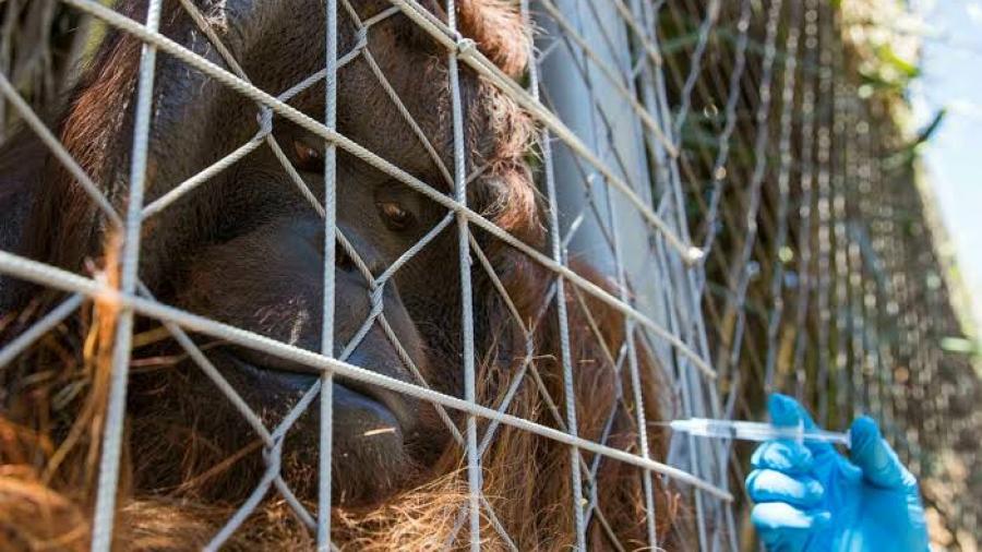 Zoológico de Chile busca proteger a sus animales con la vacuna anticovid