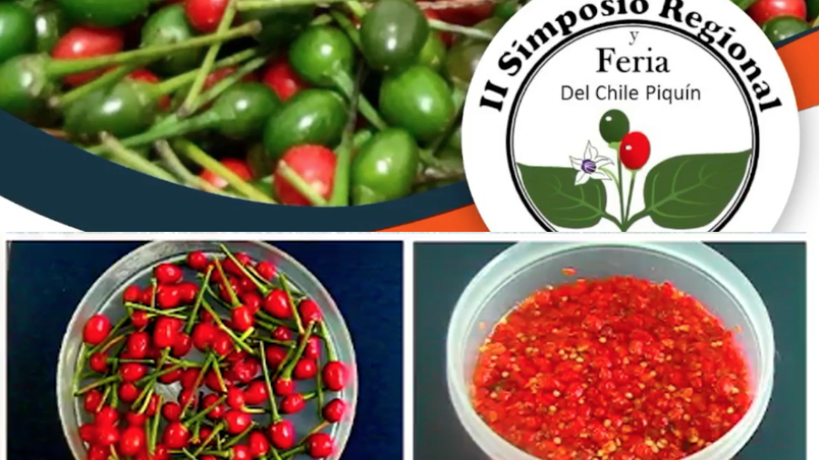Realiza la UAT acciones para la conservación y aprovechamiento del chile piquín