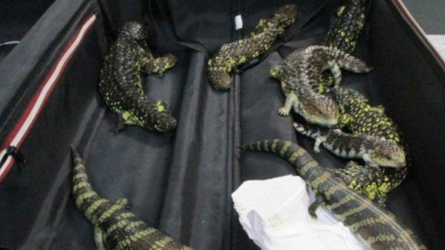 Japonesa detenida en Australia por contrabando de reptiles