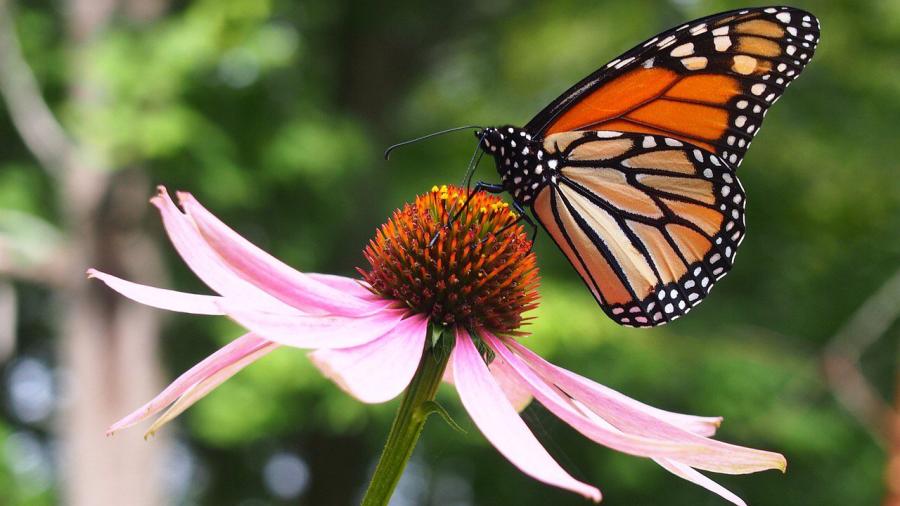 Es Tamaulipas, clave para conservación de ecosistemas y mariposa monarca: Especialistas