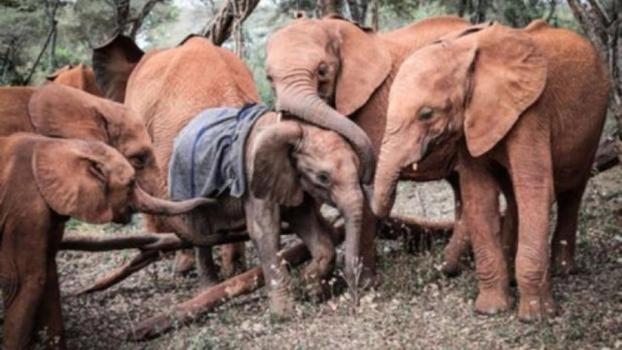 Bebé elefante es consolado por otros bebés más