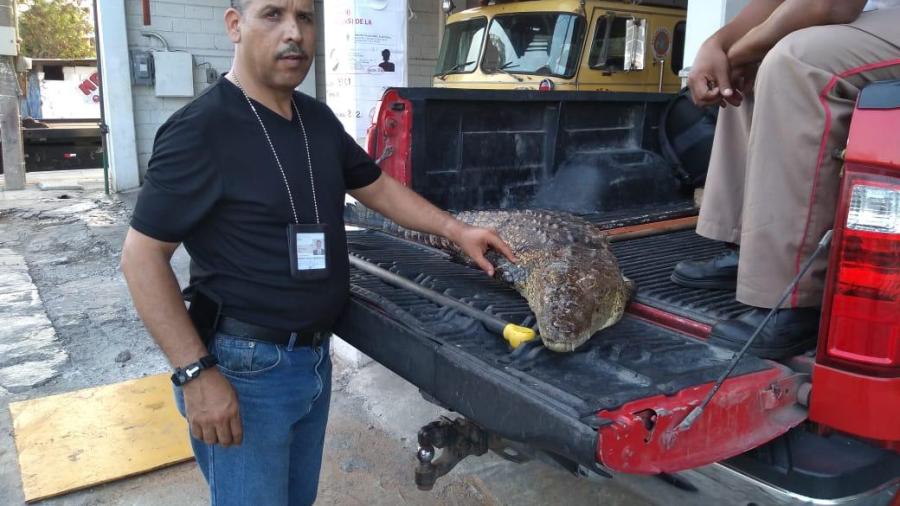Atiende PROFEPA reporte de un ejemplar de cocodrilo muerto en Tampico