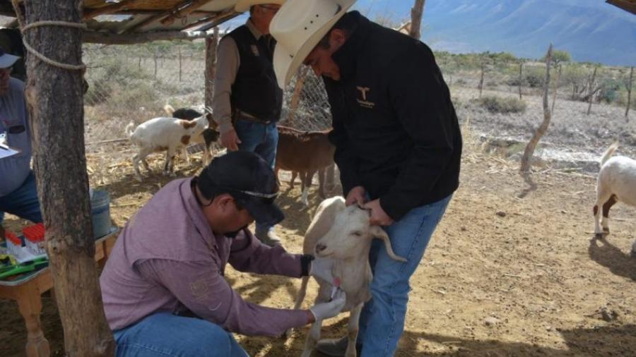 Protegen la producci&oacute;n caprina con barrido sanitario en el altiplano tamaulipeco