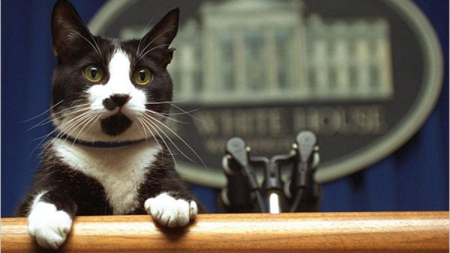 Socks Clinton, el gato responsable del Dia Internacional del Gato este 20 de febrero