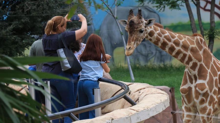 Prepara Zoológico Tamatán festejos por su 80 aniversario