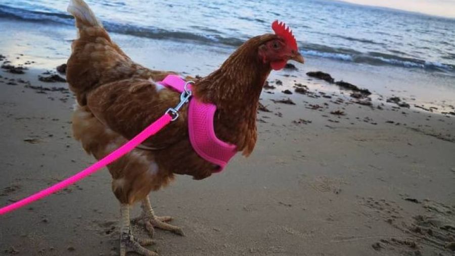 Ya podrás salir a pasear… ¿con tu gallina?