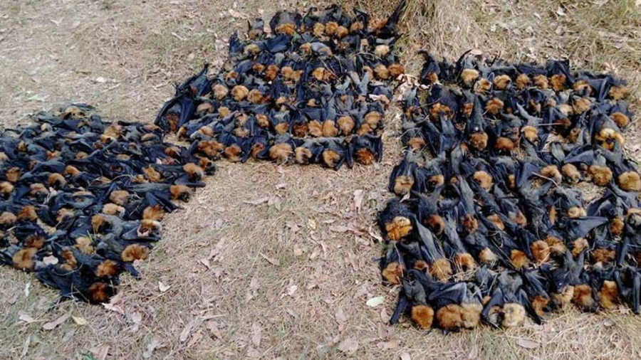 Ola de calor acaba con cientos de murciélagos