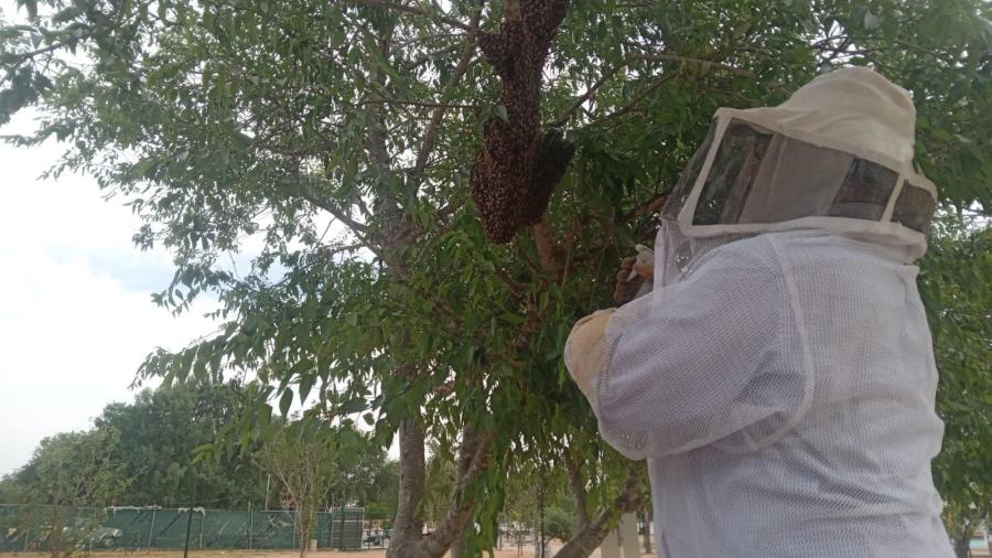 Rescatan abejas y salvan a la ciudadanía