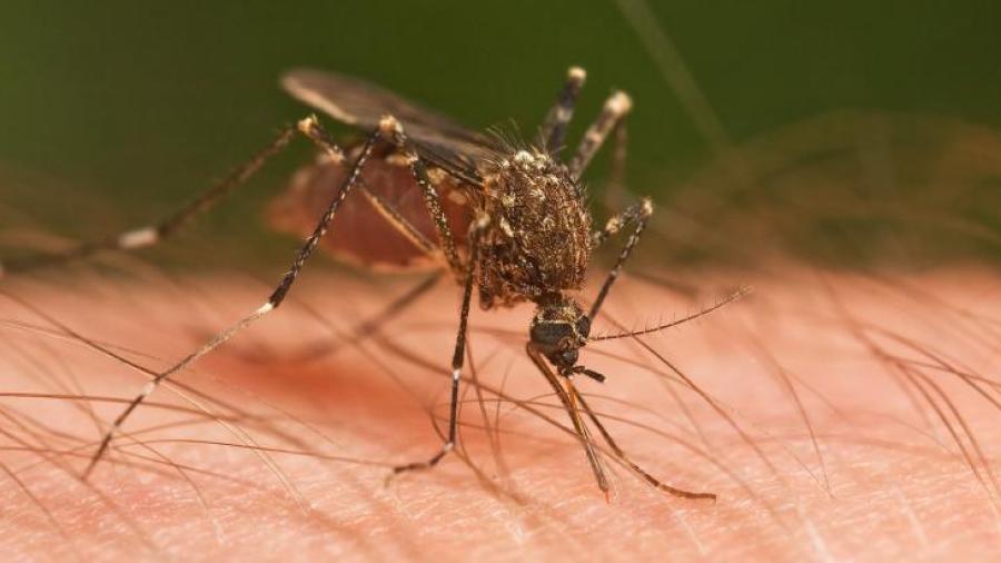 Brownsville en alerta por virus del Nilo