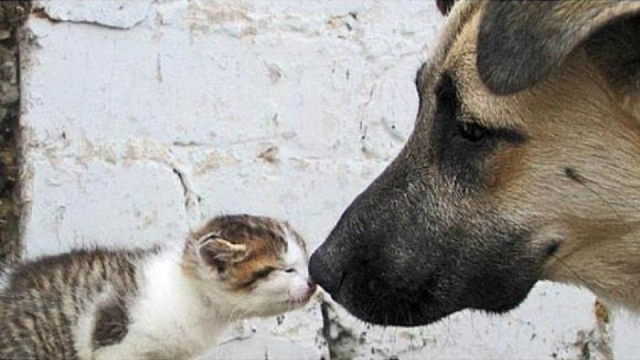 Aprueban en Perú proyecto de ley para esterilización de perros y gatos