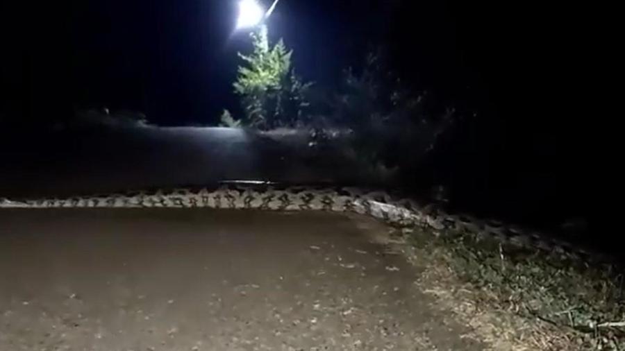 Captan a enorme serpiente cruzando una carretera