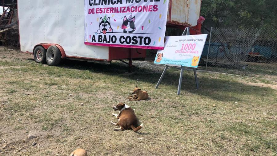 Animales rescatados celebran San Valentín