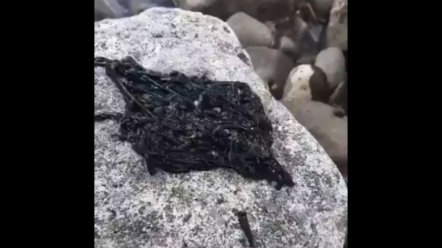 ¿Alguien sabe que es esto?”, encuentran extraña masa en roca