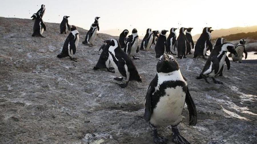 Mueren más de 60 pingüinos en peligro de extinción por ataque de abejas en Sudáfrica